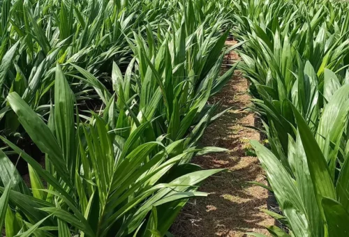 Palm oil: From Seed to Harvest