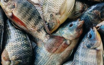 Tilapia Farming: The 6-Month Path to High-Yield Aquaculture
