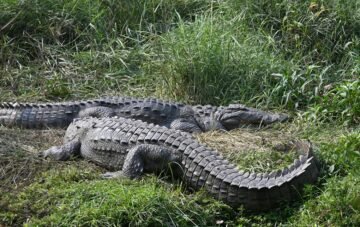 Sustainable Crocodile Farming at Quantum Valley Limited